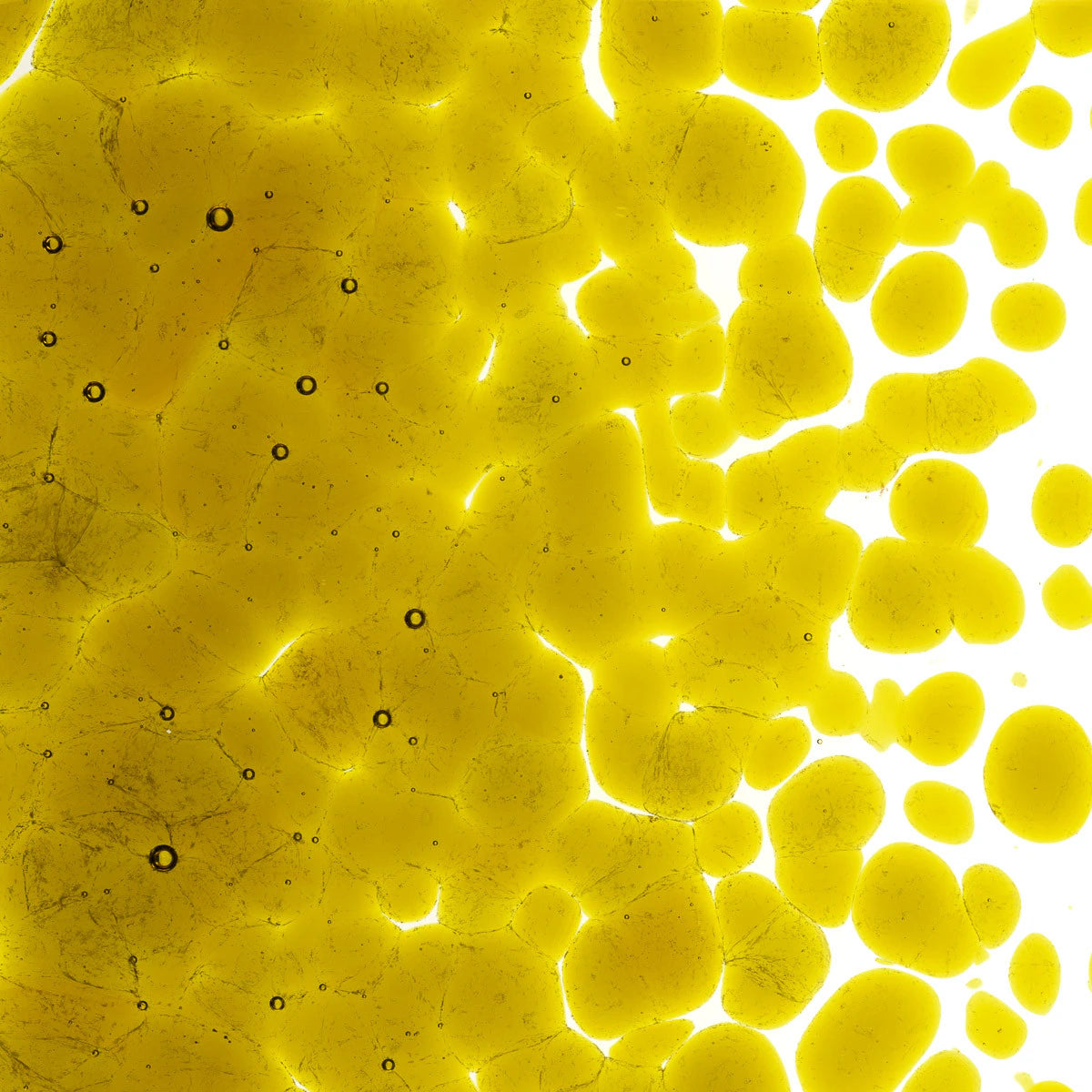 1126 Chartreuse Transparent Frit