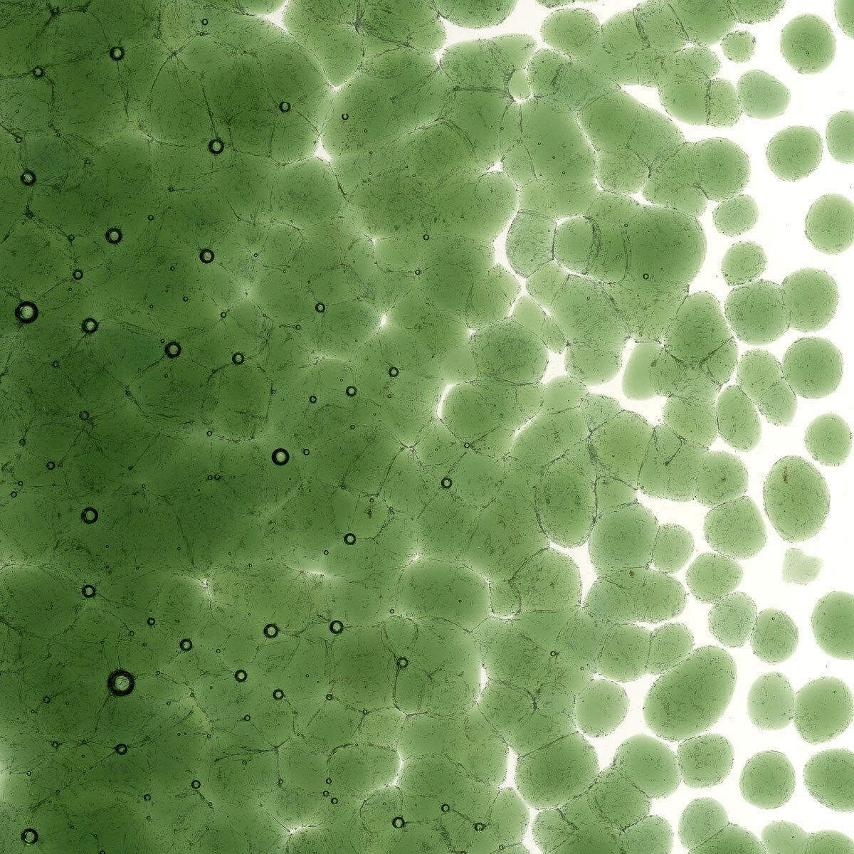 1141 Olive Green Transparent Frit