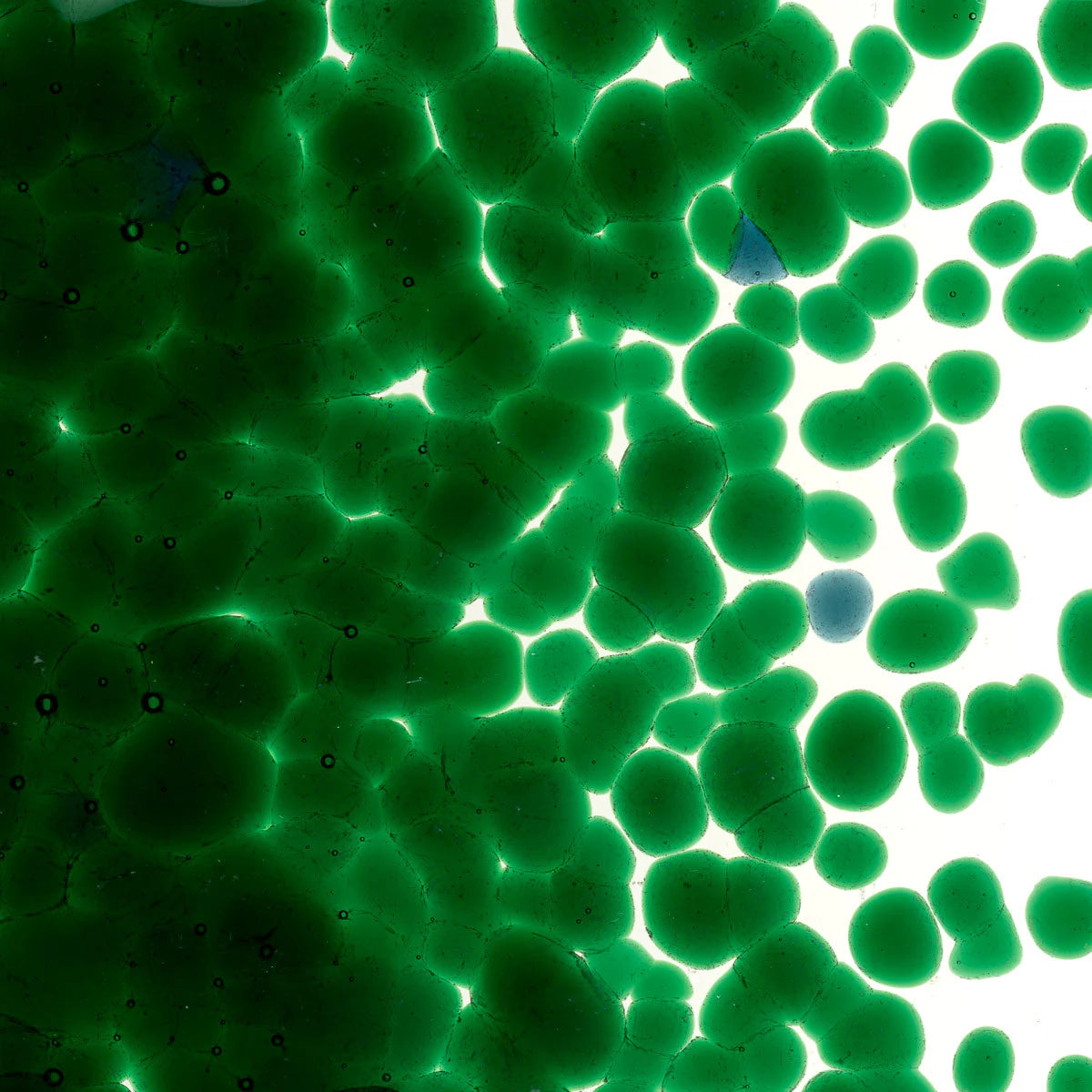 1145 Kelly Green Transparent Frit