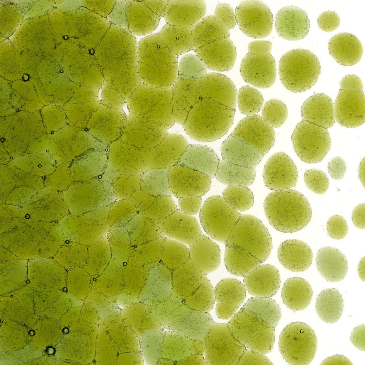 1207 Fern Green Transparent Frit