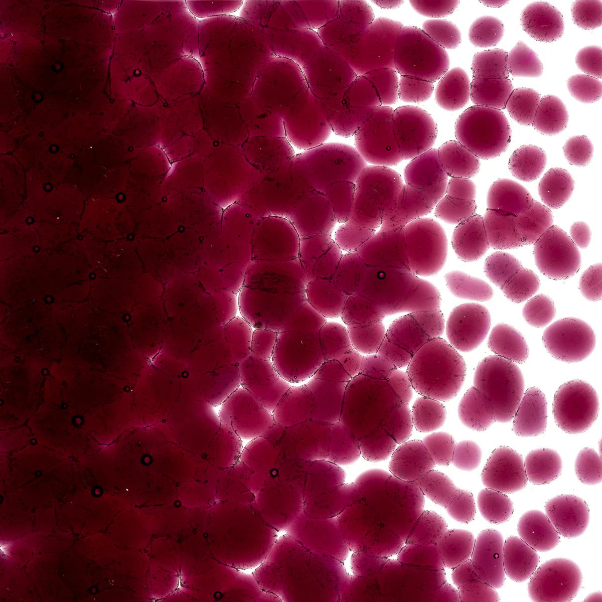 1332 Fuchsia Transparent Frit