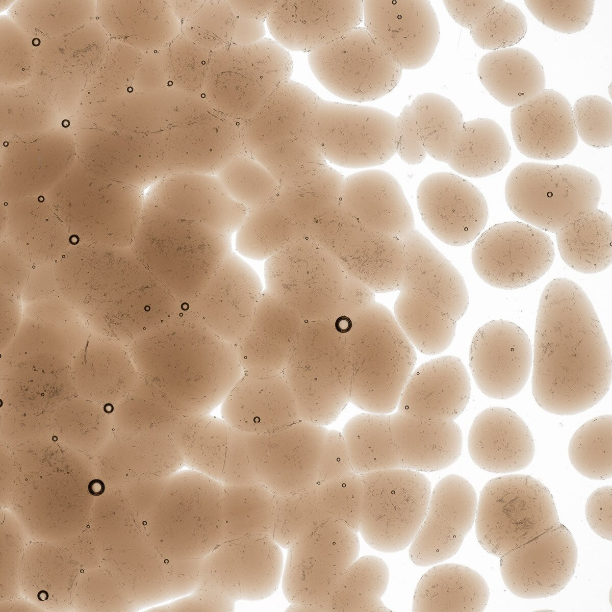 1419 Tan Transparent Frit