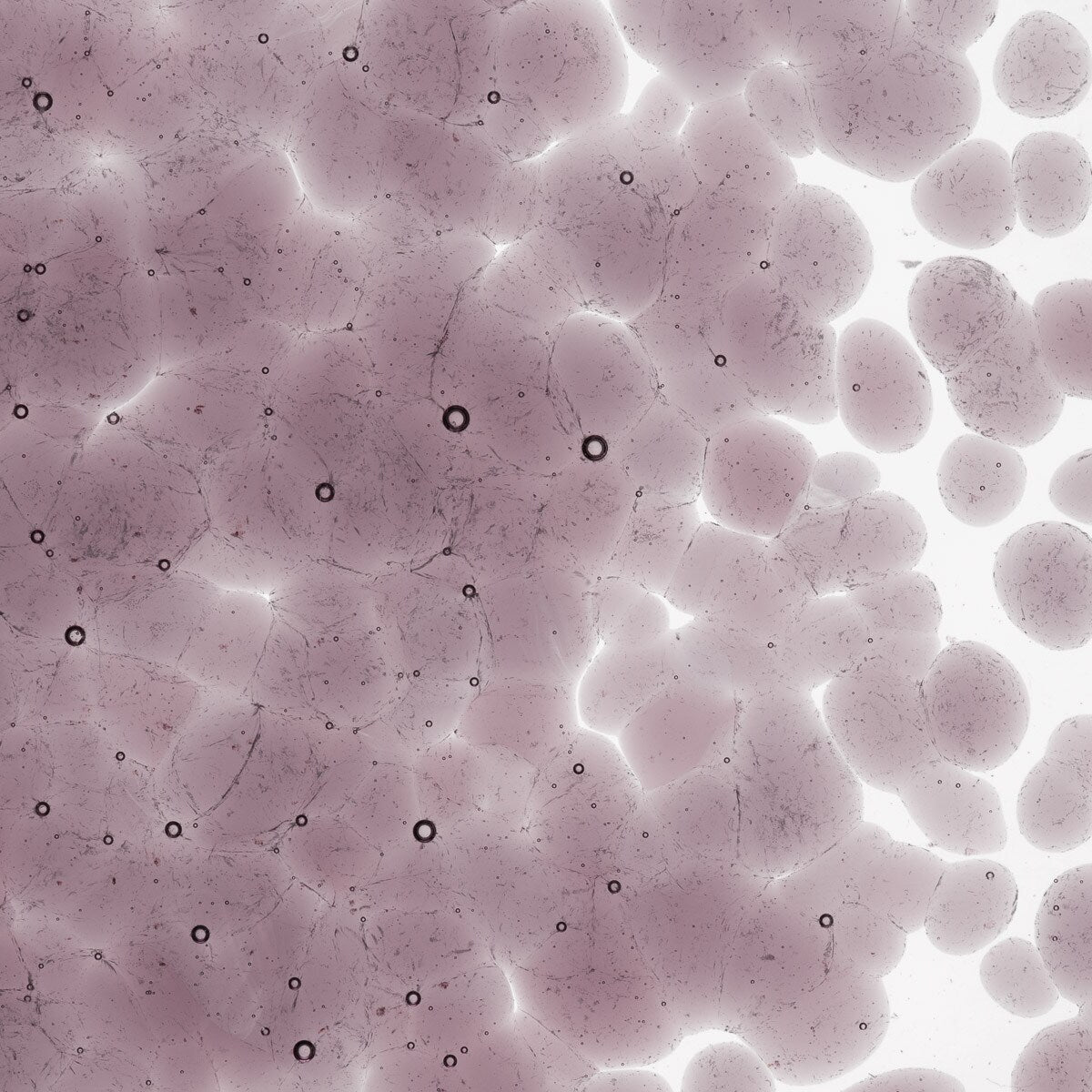 1428 Light Violet Transparent Frit