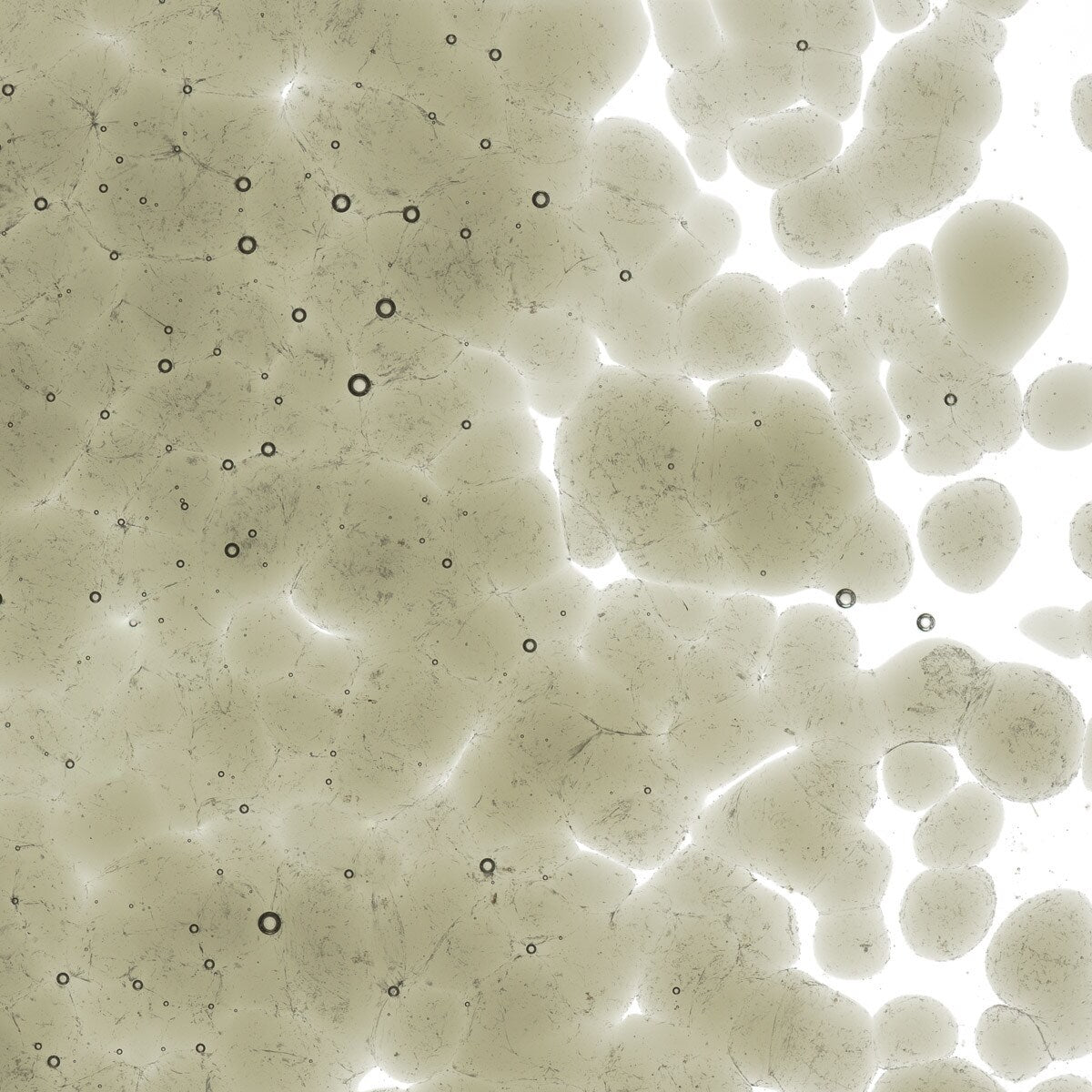 1449 Oregon Gray Transparent Frit