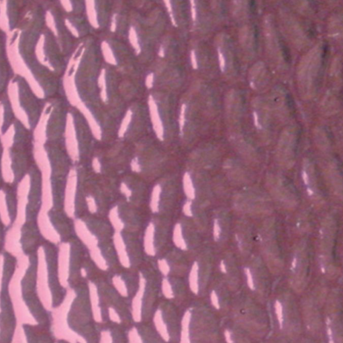 WI EM134 English Muffle Tulip