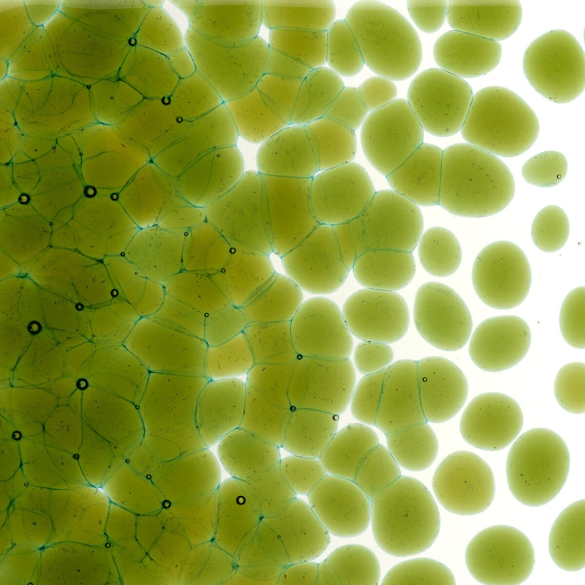 1226 Lily Pad Green Transparent Frit