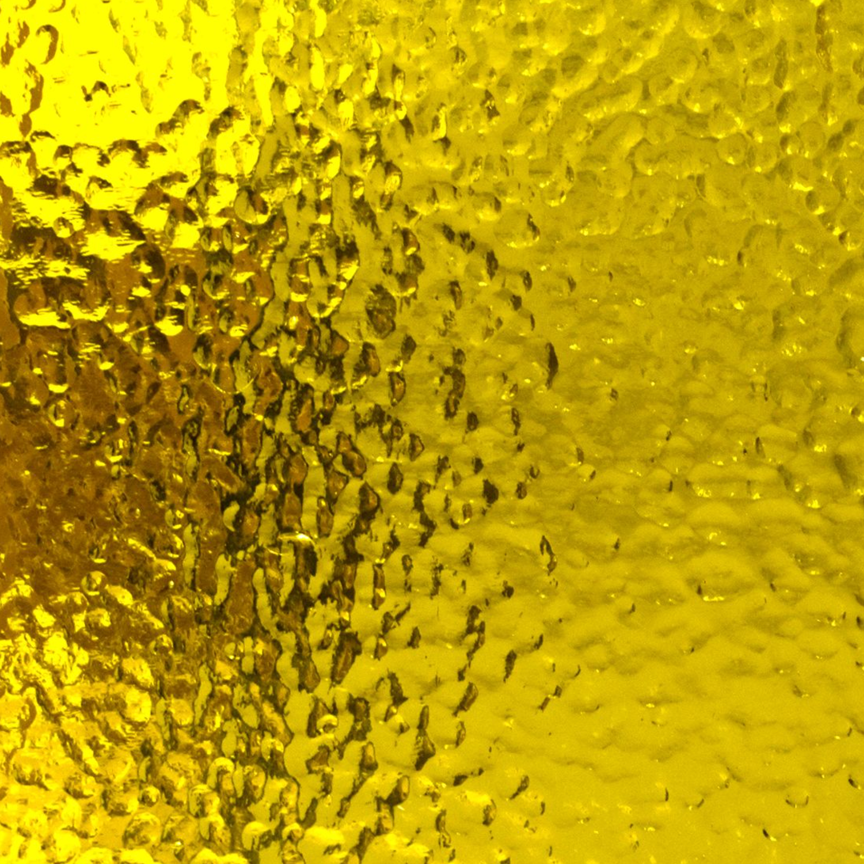 31CLA Yellow Corella Classic