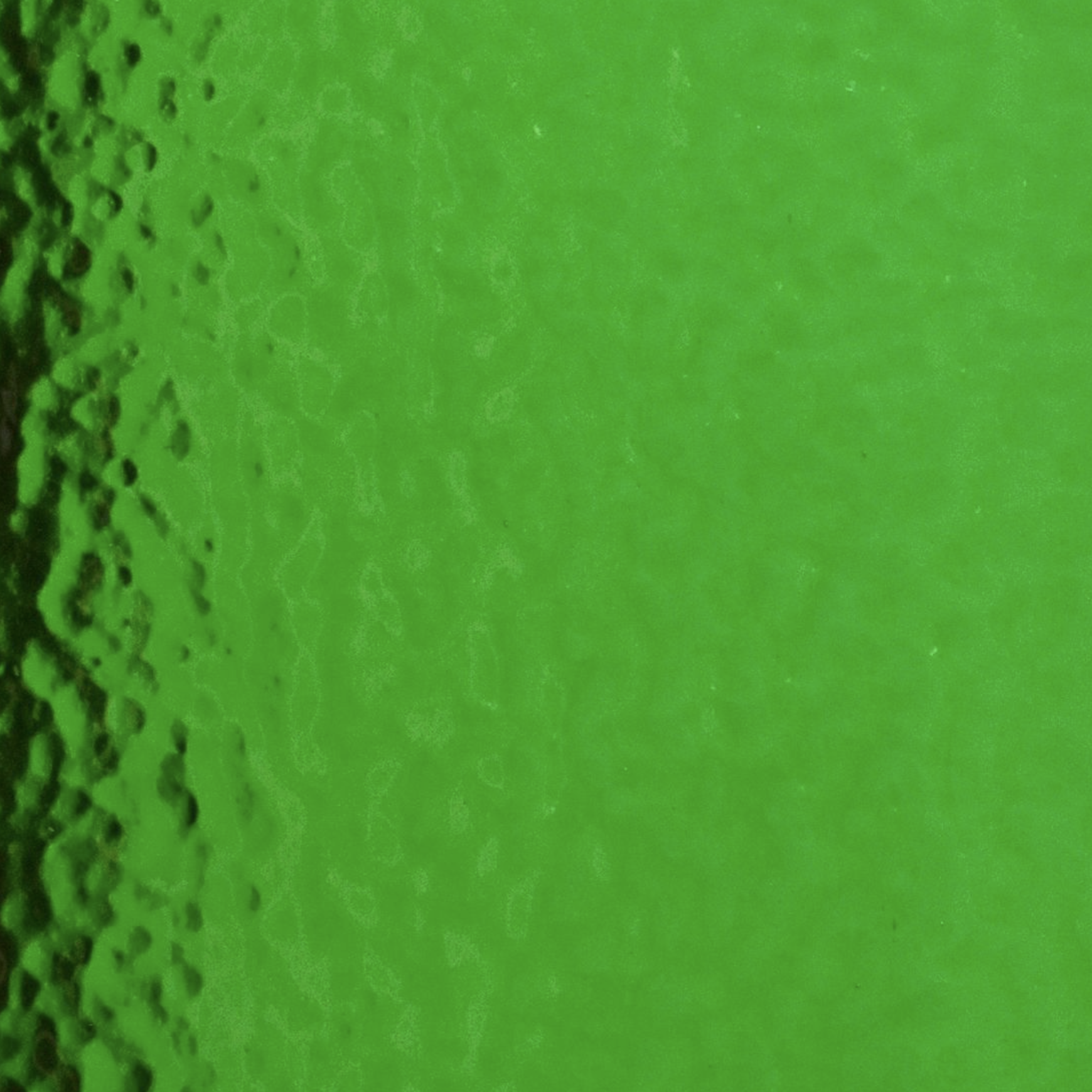 343CLA Green Corella Classic