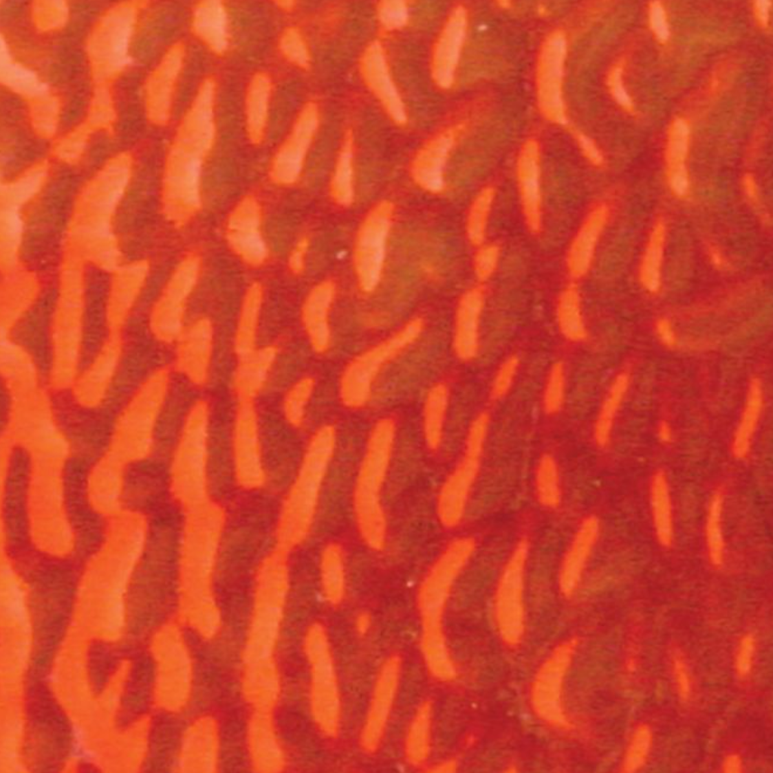 WIEMX16 Light Copper Red English Muffle